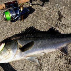 初神戸４防　復活ステラ　4本